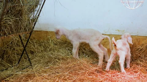 Newborn lambs on the farm Stock Footage 87659319
