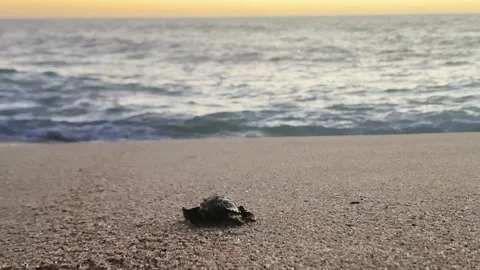 Newborn leatherback turtle scrambling for the sea at morning, using Stock Footage 167533728