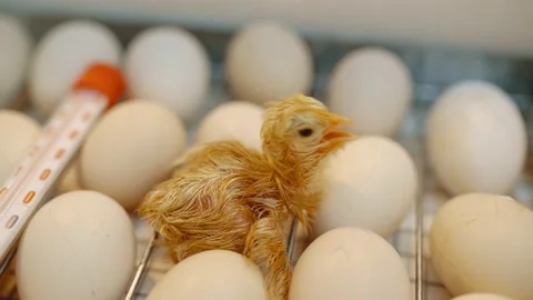 Newborn little chick coming out of an egg in the incubator. Stock Footage 206072853