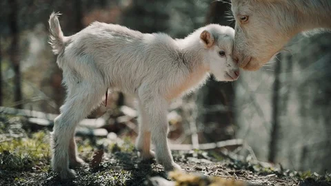 Newborn little white baby goat standing in the woods Stock Footage