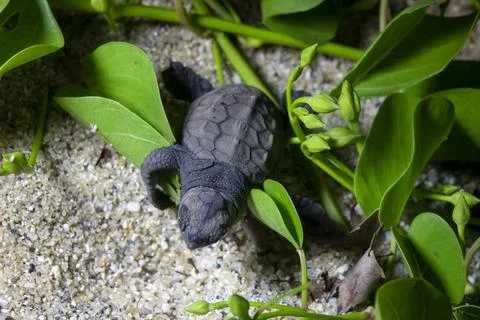 Newborn loggerhead sea turtle hatchling pressing its head into the sand bes.. Foto stock