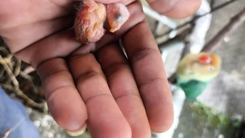 Newborn lovebird chick held in hand with parrot in aviary background Stock Footage 344574024