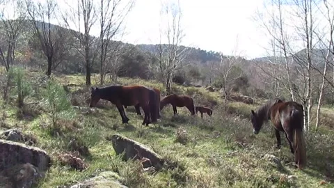 A newborn in the middle of a herd of horses learning to feed on wild leaves. Stock Footage 253215346