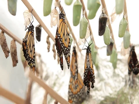 Newborn Monarch Butterflies Stockbeeldmateriaal 75457638