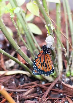 Newborn monarch butterfly hanging on split pupa. Queen butterfly. A closeup shot Stock Photos