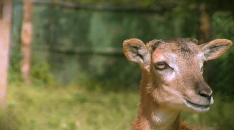 Newborn moufflon: “Baa-baa!”  Stock-Footage 449471