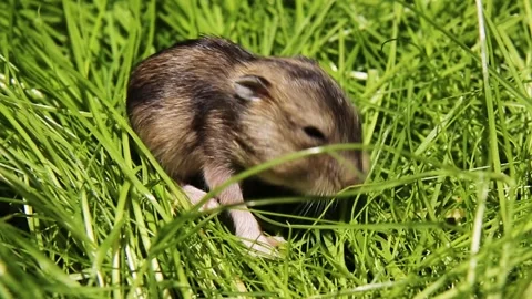 A newborn mouse crawls on the green grass, hamster is sitting on a green lawn. Stock Footage 244244699