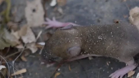 Newborn mouse trembling Stock Footage 280178242