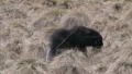Newborn musk ox HD 동영상