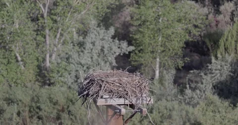 Newborn osprey chick alone performing wing exercise in nest Stock Footage 336407282