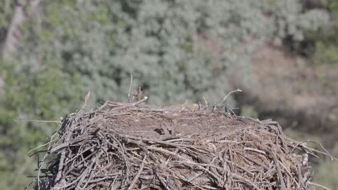 Newborn osprey chicks resting then sparring in nest  battle of the babies Stock Footage 336220452