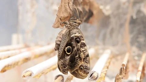 Newborn owl butterfly 스톡 동영상 75457665