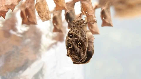 Newborn owl butterfly 스톡 동영상 77844733