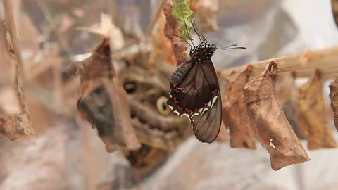 Newborn owl butterfly Stock Footage 78237145