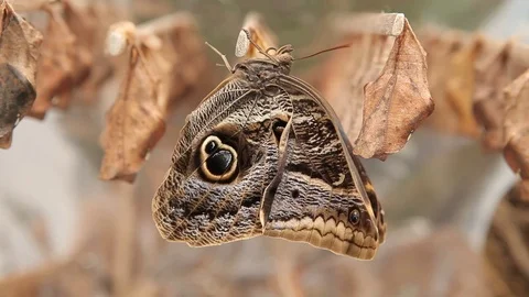 Newborn owl butterfly Stock Footage 78237589