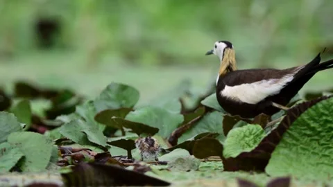 Newborn Pheasant Tailed Jacana Chick Staying Close to Caring Father Stock Footage 345891773