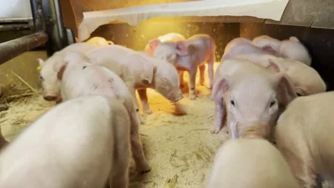 Newborn piglet group resting inside farm pen Stock-Footage 336188172