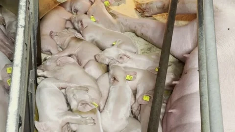 Newborn piglet group resting inside farm pen Stock-Footage 336188226