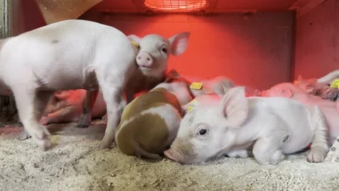 Newborn piglet group resting inside farm pen Stock-Footage 336188252