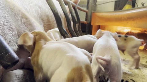 Newborn piglet group resting inside farm pen Stock-Footage 336188282