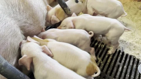 Newborn piglet group resting inside farm pen Stock-Footage 336188290