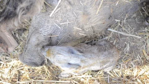 Newborn Piglets and Mama Stock Footage 86327607