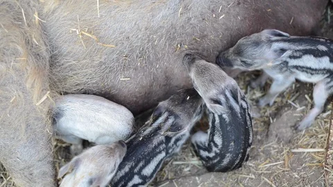 Newborn Piglets and Mama Stock Footage 86327712