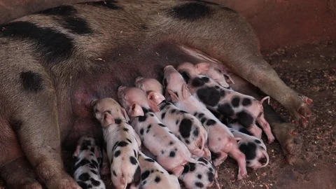 Newborn piglets being breast-fed pigs in a wooden enclosure or suckling pig p 库存影片 92019140