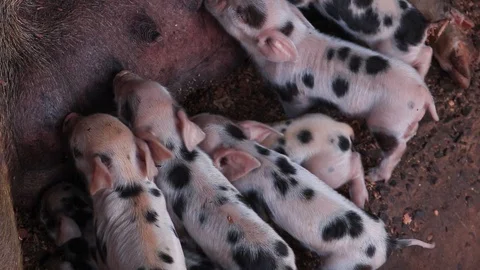 Newborn piglets being breast-fed pigs in a wooden enclosure or suckling pig p Stock Footage 92019203