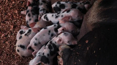 Newborn piglets being breast-fed pigs in a wooden enclosure or suckling pig p Stock-Footage 92019463