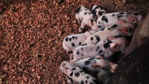 Newborn piglets being breast-fed pigs in a wooden enclosure or suckling pig p Stock Footage 92019487