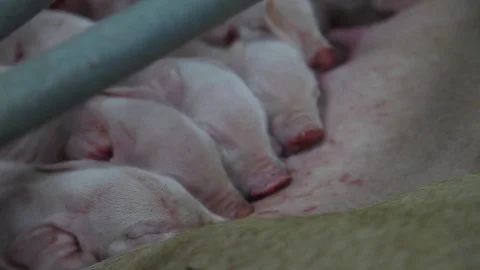 Newborn piglets eating Stock Footage 81177583