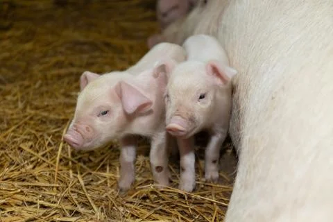 Newborn Piglets Exploring Barn Surroundings While Nursing From Mother Stock Photos