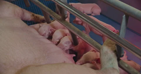 Newborn piglets on the farm are fed with pig's milk Stock Footage 168284875