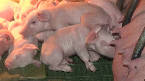 Newborn piglets Stock Footage 50489623