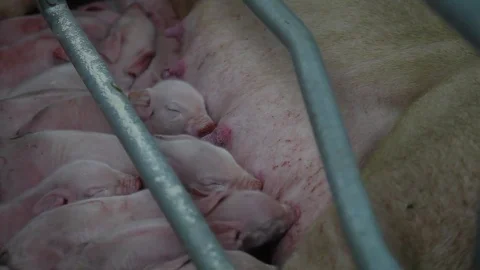 Newborn piglets Stock Footage 81179068