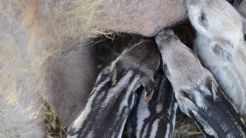 Newborn Piglets Nursing Stock Footage 86327706