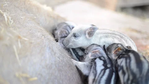 Newborn Piglets Nursing II Stock Footage 86327670