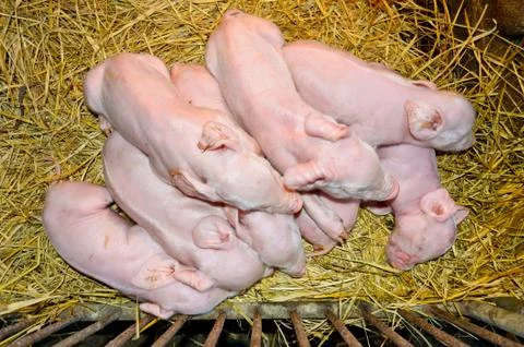 Newborn piglets sleeping on straw Stock Photos