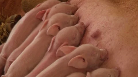 Newborn pigs are fed Stock Footage 63602122