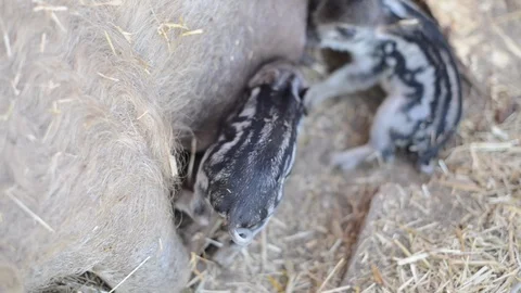 Newborn Pigslets Nursing After Birth Stock Footage 86327733