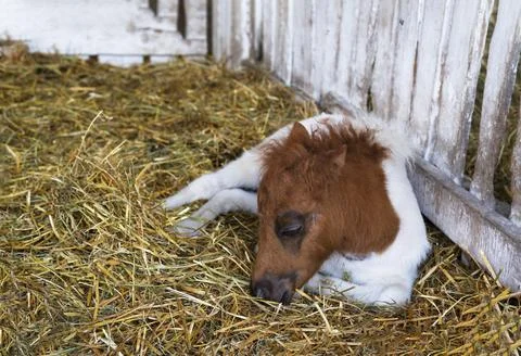 Newborn pony horse foal sleeping in barn, selective focus Stock Photos