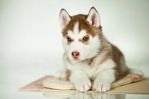 Newborn puppy Stock Photos