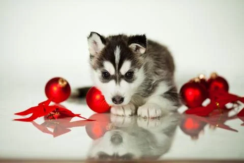 Newborn puppy Stock Photos