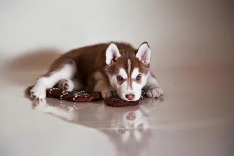 Newborn puppy Stock Photos