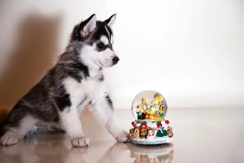 Newborn puppy Stock Photos