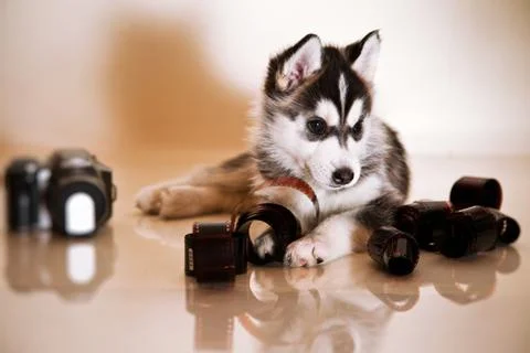 Newborn puppy Stock Photos