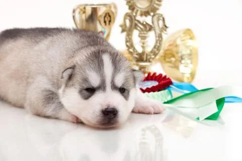 Newborn puppy Stock Photos