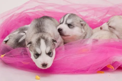 Newborn puppy Stock Photos