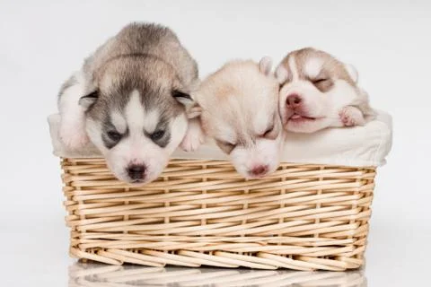 Newborn puppy Stock Photos